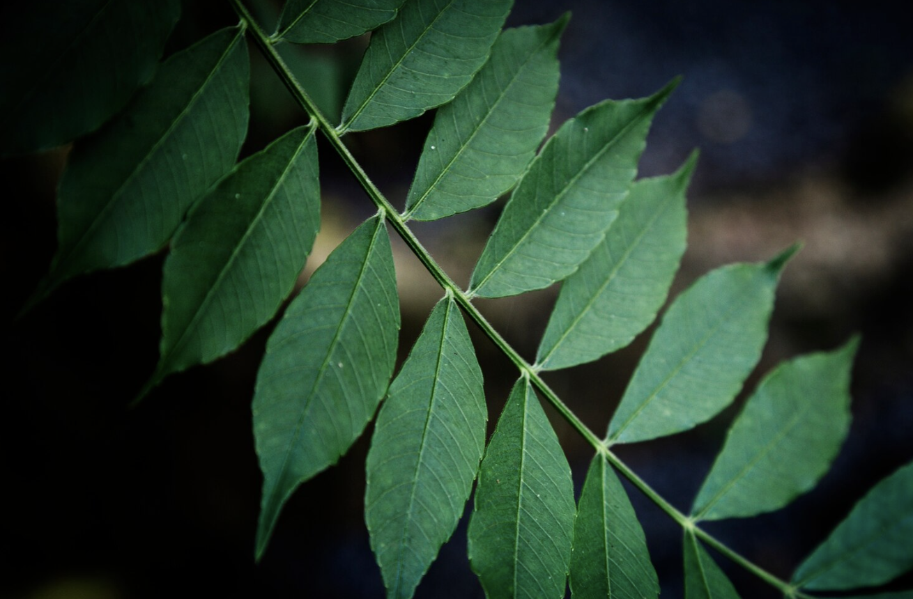 Neem Tree (Azadirachta indica): Top 9 Important Health Benefits